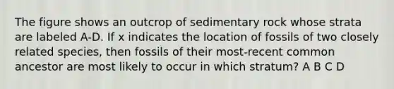 The figure shows an outcrop of sedimentary rock whose strata are labeled A-D. If x indicates the location of fossils of two closely related species, then fossils of their most-recent common ancestor are most likely to occur in which stratum? A B C D