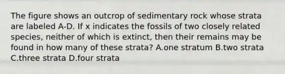 The figure shows an outcrop of sedimentary rock whose strata are labeled A-D. If x indicates the fossils of two closely related species, neither of which is extinct, then their remains may be found in how many of these strata? A.one stratum B.two strata C.three strata D.four strata