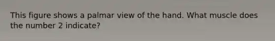 This figure shows a palmar view of the hand. What muscle does the number 2 indicate?