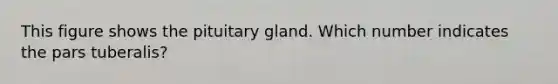 This figure shows the pituitary gland. Which number indicates the pars tuberalis?