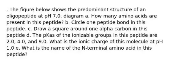 . The figure below shows the predominant structure of an oligopeptide at pH 7.0. diagram a. How many amino acids are present in this peptide? b. Circle one peptide bond in this peptide. c. Draw a square around one alpha carbon in this peptide d. The pKas of the ionizable groups in this peptide are 2.0, 4.0, and 9.0. What is the ionic charge of this molecule at pH 1.0 e. What is the name of the N-terminal amino acid in this peptide?