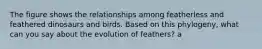 The figure shows the relationships among featherless and feathered dinosaurs and birds. Based on this phylogeny, what can you say about the evolution of feathers? a