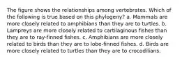 The figure shows the relationships among vertebrates. Which of the following is true based on this phylogeny? a. Mammals are more closely related to amphibians than they are to turtles. b. Lampreys are more closely related to cartilaginous fishes than they are to ray-finned fishes. c. Amphibians are more closely related to birds than they are to lobe-finned fishes. d. Birds are more closely related to turtles than they are to crocodilians.