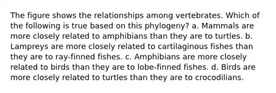 The figure shows the relationships among vertebrates. Which of the following is true based on this phylogeny? a. Mammals are more closely related to amphibians than they are to turtles. b. Lampreys are more closely related to cartilaginous fishes than they are to ray-finned fishes. c. Amphibians are more closely related to birds than they are to lobe-finned fishes. d. Birds are more closely related to turtles than they are to crocodilians.