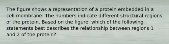 The figure shows a representation of a protein embedded in a cell membrane. The numbers indicate different structural regions of the protein. Based on the figure, which of the following statements best describes the relationship between regions 1 and 2 of the protein?