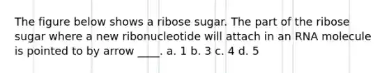 The figure below shows a ribose sugar. The part of the ribose sugar where a new ribonucleotide will attach in an RNA molecule is pointed to by arrow ____. a. 1 b. 3 c. 4 d. 5