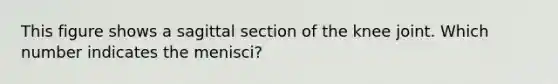 This figure shows a sagittal section of the knee joint. Which number indicates the menisci?