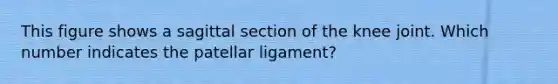 This figure shows a sagittal section of the knee joint. Which number indicates the patellar ligament?