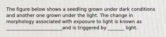 The figure below shows a seedling grown under dark conditions and another one grown under the light. The change in morphology associated with exposure to light is known as ________________________and is triggered by _______ light.