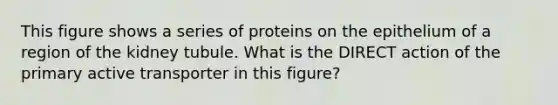 This figure shows a series of proteins on the epithelium of a region of the kidney tubule. What is the DIRECT action of the primary active transporter in this figure?