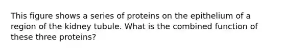 This figure shows a series of proteins on the epithelium of a region of the kidney tubule. What is the combined function of these three proteins?