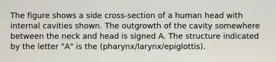 The figure shows a side cross-section of a human head with internal cavities shown. The outgrowth of the cavity somewhere between the neck and head is signed A. The structure indicated by the letter "A" is the (pharynx/larynx/epiglottis).