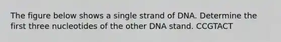 The figure below shows a single strand of DNA. Determine the first three nucleotides of the other DNA stand. CCGTACT