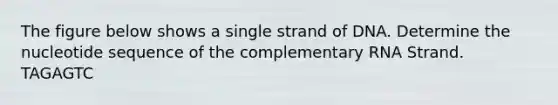 The figure below shows a single strand of DNA. Determine the nucleotide sequence of the complementary RNA Strand. TAGAGTC