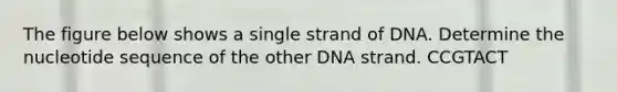 The figure below shows a single strand of DNA. Determine the nucleotide sequence of the other DNA strand. CCGTACT