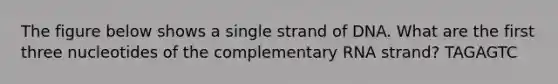 The figure below shows a single strand of DNA. What are the first three nucleotides of the complementary RNA strand? TAGAGTC