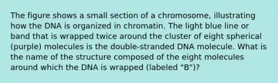 The figure shows a small section of a chromosome, illustrating how the DNA is organized in chromatin. The light blue line or band that is wrapped twice around the cluster of eight spherical (purple) molecules is the double-stranded DNA molecule. What is the name of the structure composed of the eight molecules around which the DNA is wrapped (labeled "B")?