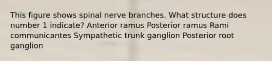 This figure shows spinal nerve branches. What structure does number 1 indicate? Anterior ramus Posterior ramus Rami communicantes Sympathetic trunk ganglion Posterior root ganglion