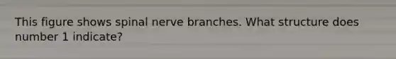 This figure shows spinal nerve branches. What structure does number 1 indicate?