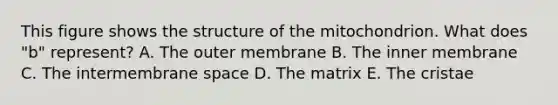 This figure shows the structure of the mitochondrion. What does "b" represent? A. The outer membrane B. The inner membrane C. The intermembrane space D. The matrix E. The cristae