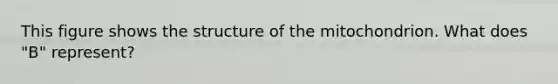 This figure shows the structure of the mitochondrion. What does "B" represent?