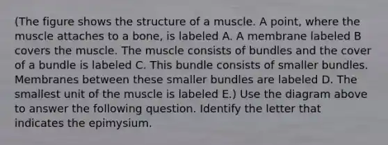 (The figure shows the structure of a muscle. A point, where the muscle attaches to a bone, is labeled A. A membrane labeled B covers the muscle. The muscle consists of bundles and the cover of a bundle is labeled C. This bundle consists of smaller bundles. Membranes between these smaller bundles are labeled D. The smallest unit of the muscle is labeled E.) Use the diagram above to answer the following question. Identify the letter that indicates the epimysium.