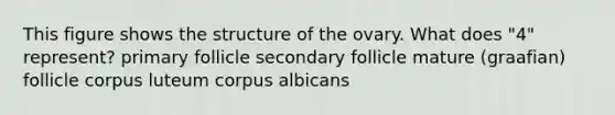This figure shows the structure of the ovary. What does "4" represent? primary follicle secondary follicle mature (graafian) follicle corpus luteum corpus albicans