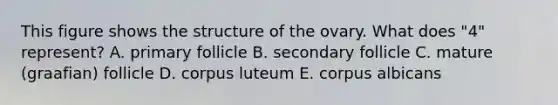 This figure shows the structure of the ovary. What does "4" represent? A. primary follicle B. secondary follicle C. mature (graafian) follicle D. corpus luteum E. corpus albicans