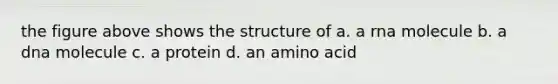 the figure above shows the structure of a. a rna molecule b. a dna molecule c. a protein d. an amino acid