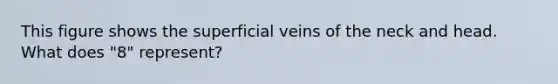 This figure shows the superficial veins of the neck and head. What does "8" represent?