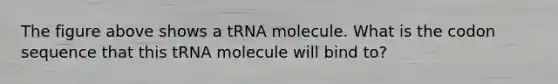 The figure above shows a tRNA molecule. What is the codon sequence that this tRNA molecule will bind to?