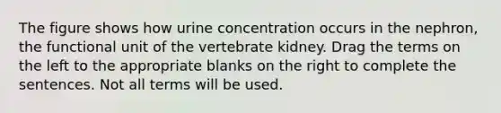 The figure shows how urine concentration occurs in the nephron, the functional unit of the vertebrate kidney. Drag the terms on the left to the appropriate blanks on the right to complete the sentences. Not all terms will be used.