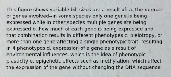 This figure shows variable bill sizes are a result of: a. the number of genes involved--in some species only one gene is being expressed while in other species multiple genes are being expressed b. how much of each gene is being expressed and that combination results in different phenotypes c. pleiotropy, or more than one gene affecting a single phenotypic trait, resulting in 4 phenotypes d. expression of a gene as a result of environmental influences, which is the idea of phenotypic plasticity e. epigenetic effects such as methylation, which affect the expression of the gene without changing the DNA sequence