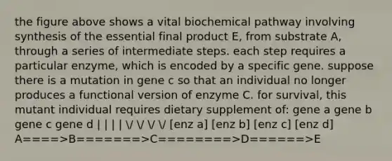 the figure above shows a vital biochemical pathway involving synthesis of the essential final product E, from substrate A, through a series of intermediate steps. each step requires a particular enzyme, which is encoded by a specific gene. suppose there is a mutation in gene c so that an individual no longer produces a functional version of enzyme C. for survival, this mutant individual requires dietary supplement of: gene a gene b gene c gene d | | | | / / / / [enz a] [enz b] [enz c] [enz d] A====>B=======>C========>D======>E