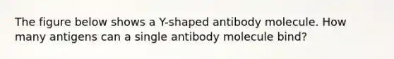 The figure below shows a Y-shaped antibody molecule. How many antigens can a single antibody molecule bind?