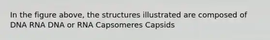 In the figure above, the structures illustrated are composed of DNA RNA DNA or RNA Capsomeres Capsids