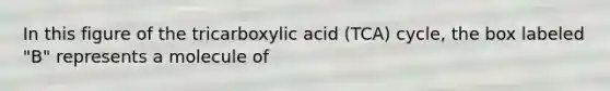 In this figure of the tricarboxylic acid (TCA) cycle, the box labeled "B" represents a molecule of