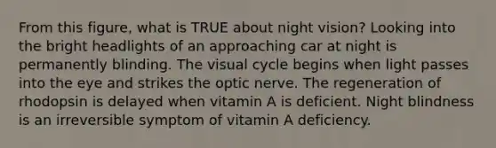 From this figure, what is TRUE about night vision? Looking into the bright headlights of an approaching car at night is permanently blinding. The visual cycle begins when light passes into the eye and strikes the optic nerve. The regeneration of rhodopsin is delayed when vitamin A is deficient. Night blindness is an irreversible symptom of vitamin A deficiency.