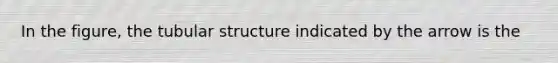 In the figure, the tubular structure indicated by the arrow is the