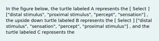 In the figure below, the turtle labeled A represents the [ Select ] ["distal stimulus", "proximal stimulus", "percept", "sensation"] , the upside down turtle labeled B represents the [ Select ] ["distal stimulus", "sensation", "percept", "proximal stimulus"] , and the turtle labeled C represents the