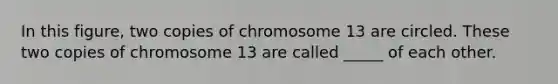 In this figure, two copies of chromosome 13 are circled. These two copies of chromosome 13 are called _____ of each other.