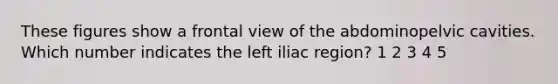 These figures show a frontal view of the abdominopelvic cavities. Which number indicates the left iliac region? 1 2 3 4 5