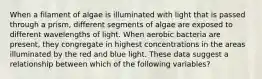 When a filament of algae is illuminated with light that is passed through a prism, different segments of algae are exposed to different wavelengths of light. When aerobic bacteria are present, they congregate in highest concentrations in the areas illuminated by the red and blue light. These data suggest a relationship between which of the following variables?