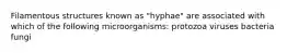 Filamentous structures known as "hyphae" are associated with which of the following microorganisms: protozoa viruses bacteria fungi