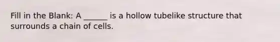 Fill in the Blank: A ______ is a hollow tubelike structure that surrounds a chain of cells.