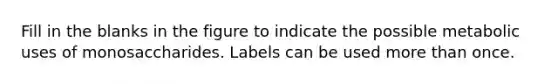 Fill in the blanks in the figure to indicate the possible metabolic uses of monosaccharides. Labels can be used more than once.