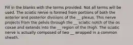 Fill in the blanks with the terms provided. Not all terms will be used. The sciatic nerve is formed from portions of both the anterior and posterior divisions of the __ plexus. This nerve projects from the pelvis through the __ sciatic notch of the os coxae and extends into the __ region of the thigh. The sciatic nerve is actually composed of two __ wrapped in a common sheath.