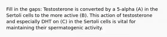 Fill in the gaps: Testosterone is converted by a 5-alpha (A) in the Sertoli cells to the more active (B). This action of testosterone and especially DHT on (C) in the Sertoli cells is vital for maintaining their spermatogenic activity.