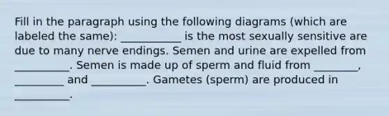 Fill in the paragraph using the following diagrams (which are labeled the same): ___________ is the most sexually sensitive are due to many nerve endings. Semen and urine are expelled from __________. Semen is made up of sperm and fluid from ________, _________ and __________. Gametes (sperm) are produced in __________.