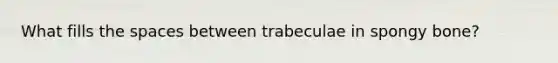 What fills the spaces between trabeculae in spongy bone?